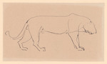 Schreitender Tiger