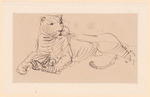 Liegender Tiger