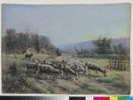 Schafe auf der Weide