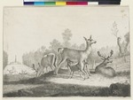 Rotwild im Tiergarten