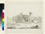 Rotwild im Tiergarten