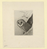 Schleiereule im Baum (Stoll 198)