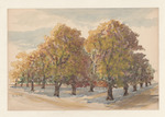Baumalle im Herbst