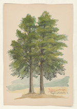 Buchenzwillinge - Fagus silvatica