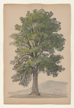 Die Esche - Fraxinus excelsior