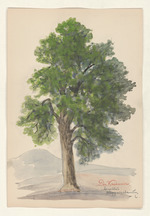 Die Kastanie - Aesculus Hippocastanum