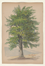 Die Linde - Tilia parvifolia