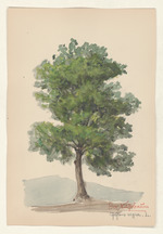 Der Nussbaum - Juglans regia