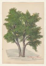 Die Rüster (Ulme) - Ulmus campestris