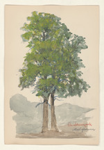 Die Schwarzerle - Almus glutinosa