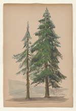 Die Fichte - Picea excelsa
