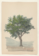 Der Apfelbaum - Pirus Malus