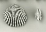 Zwei Muscheln