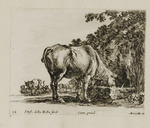 Trinkende Kuh