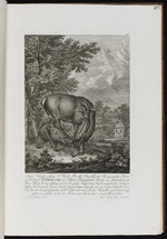 Hirsch, den Landgraf Ludwig VIII. von Hessen-Darmstadt 1763 von Battenberg in die Fasanerie von Kranichstein bringen ließ