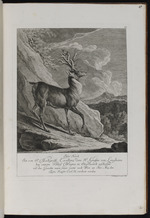 Hirsch, den der Graf von Lengheim schoss