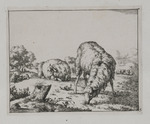 Liegendes und stehendes grasendes Schaf