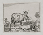 Stehendes Schaf in Rückansicht