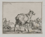 Urinierendes Schaf