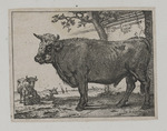 Stier