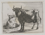 Stehende und liegende Kuh