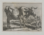 Kuh mit abgeknicktem Horn