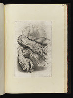 Zwei anatomische Armstudien