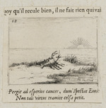 Flusskrebs, die Sonne betrachtend