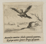 Der Adler und sein Junges