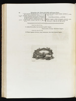 Textseite mit Approbation und Vignette