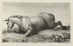 Auf dem Bauch liegendes Pferd