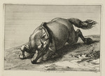 Auf dem Bauch liegendes Pferd