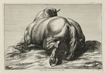 Auf dem Bauch liegendes Pferd in Rückansicht