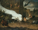 Der weiße Pfau