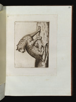 Ein Leopard mit zwei Jungen
